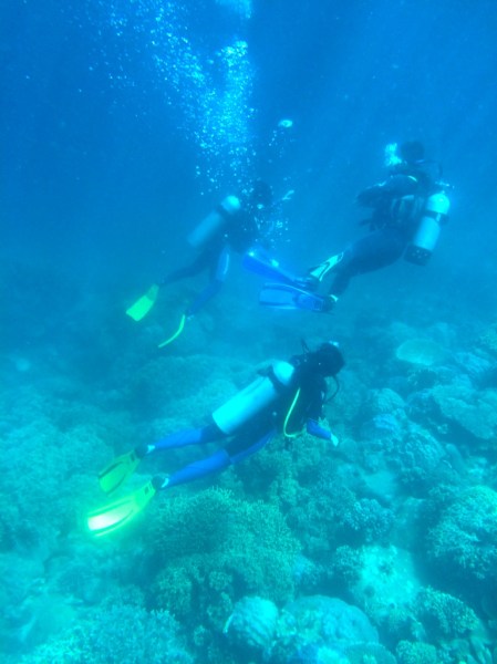 Feel free to discover everything under the sea 